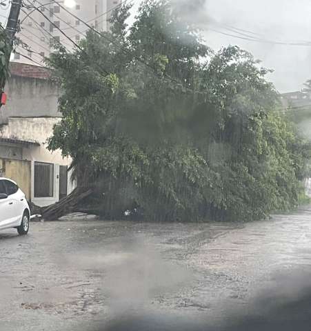 Chuvas provocam queda de duas árvores em Natal