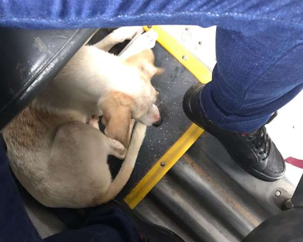 [VÍDEO] Cãozinho embarca em ônibus de Natal para fugir do frio e viraliza nas redes sociais