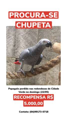 Urgente: Procura-se papagaio 