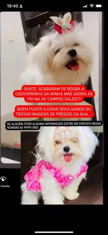 Urgente: Mais uma cachorrinha roubada em Petrópolis