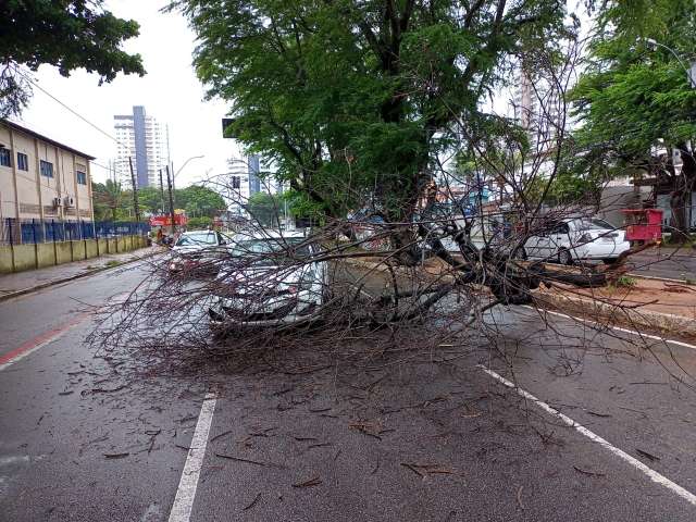 [VÍDEO] Virando (perigosa) rotina: árvore cai por cima de carro na Prudente de Moraes