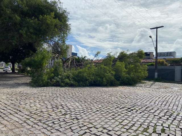 Risco: Sem podas, mais uma árvore cai em Natal