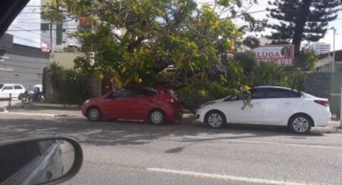 Árvore cai por cima de carros na Avenida Amintas Barros