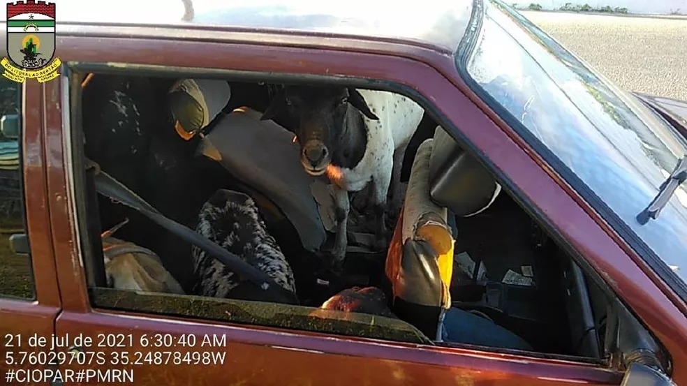PM prende suspeitos de roubos em propriedades rurais e encontra ovelhas dentro de carro
