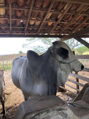 Bandidos roubam touros em fazenda em Taipu