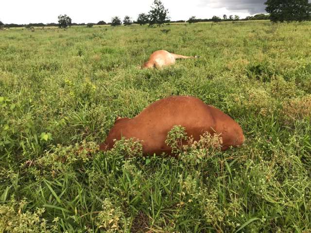 [VÍDEO] Macaíba: raio mata sete vacas prenhas em fazenda