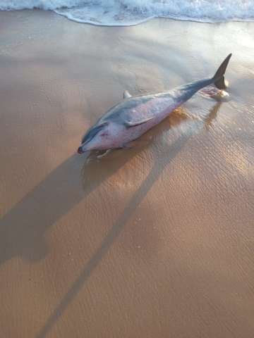 Golfinho é encontrado na Praia dos Artistas