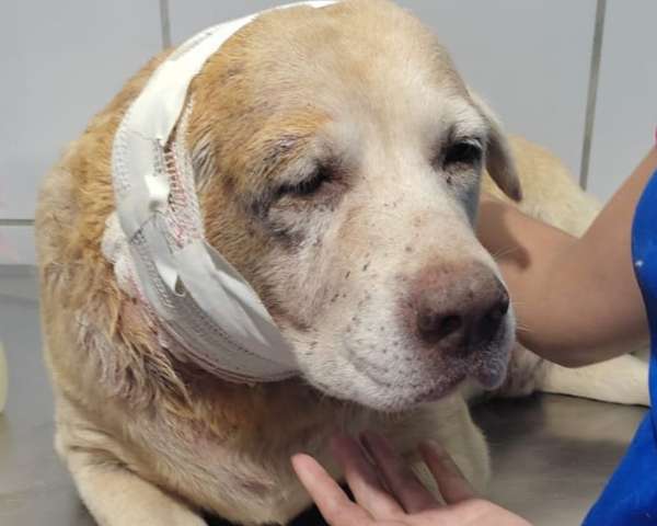 Após causar revolta, dono de pitbull que atacou labrador é apenas intimado a depor