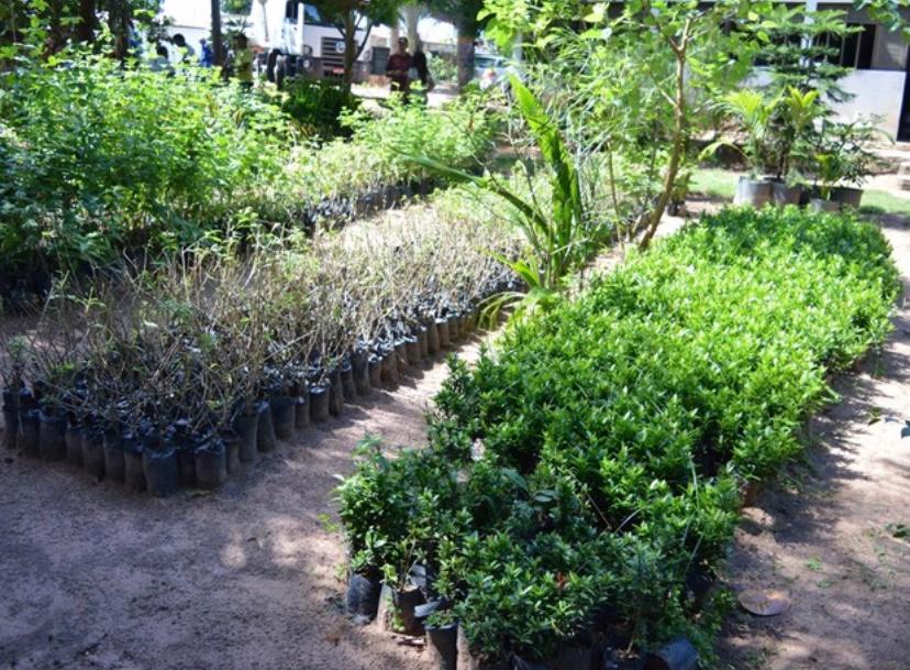 Prefeitura investe em melhorias do Horto Municipal