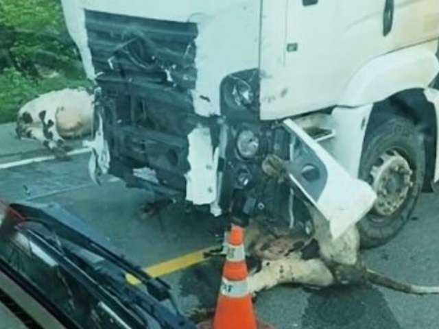 Vacas morrem atropeladas por carreta em rodovia na região Seridó