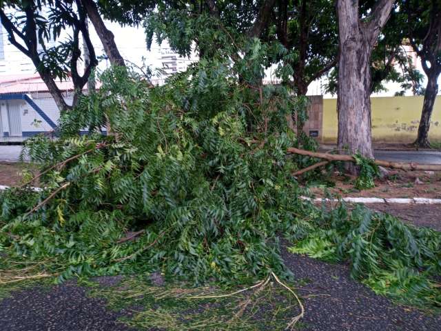 Estão esperando morrer alguém: Cai outra árvore, agora na rua São José