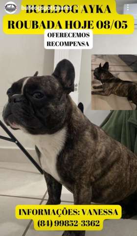 Absurdo: Buldog francês é sequestrada durante passeio com tutora em Petrópolis