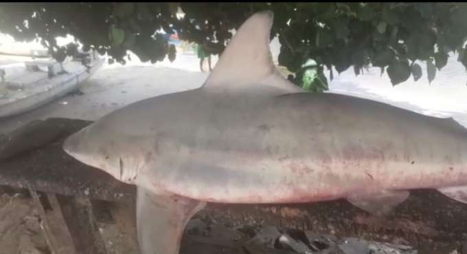 Tubarão é fisgado por pescadores nos parrachos de Pirangi