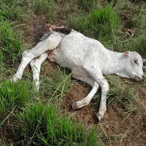 Ataques de cachorros do mato famintos