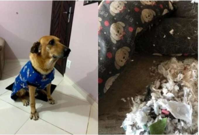 Cão rasga cama e revela que absorventes usados substituíam espuma