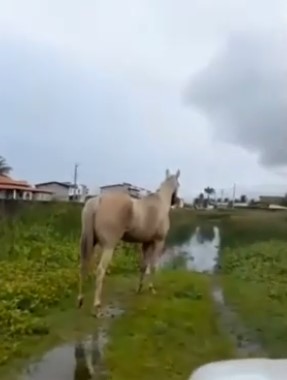 [VÍDEO] Alguém ainda lembra da Redinha Nova?