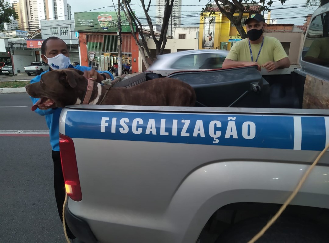 Prefeitura resgata pitbulls vítimas de maus tratos em Lagoa Seca