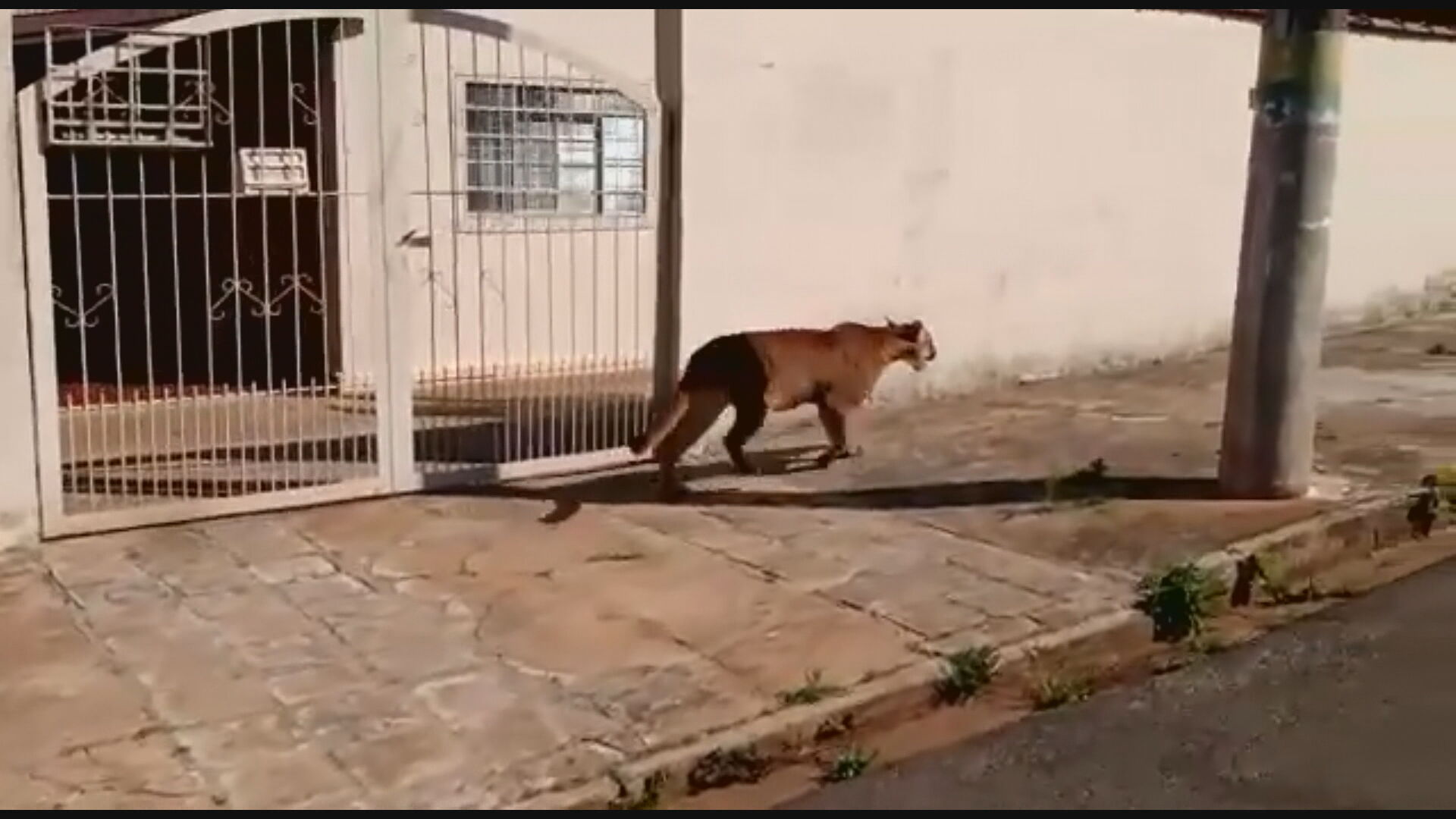 [VÍDEO] Onça passeia pelas ruas de cidade e assusta moradores; assista
