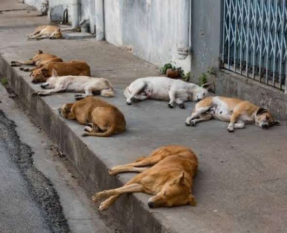 Tatu e Martelo: Os cachorros que chegaram em Mossoró