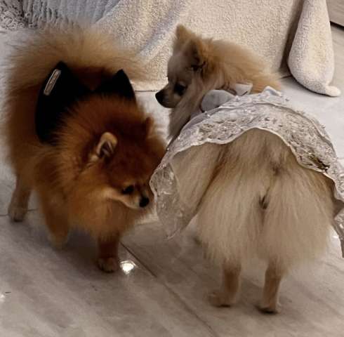 Casamento de cachorros agita vida social do Porto Brasil