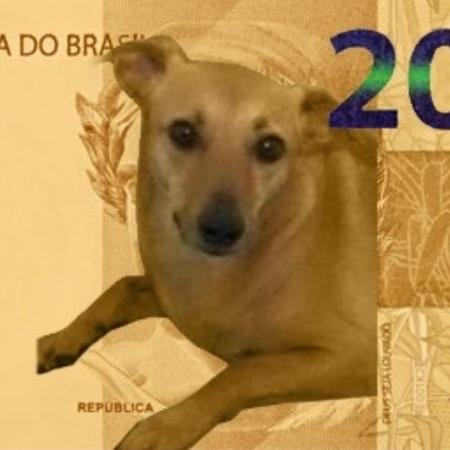 Vira-lata caramelo na nota de R$ 200 já tem apoio de 48 mil brasileiros